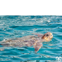 گونه لاکپشت سرخ Loggerhead Sea Turtle